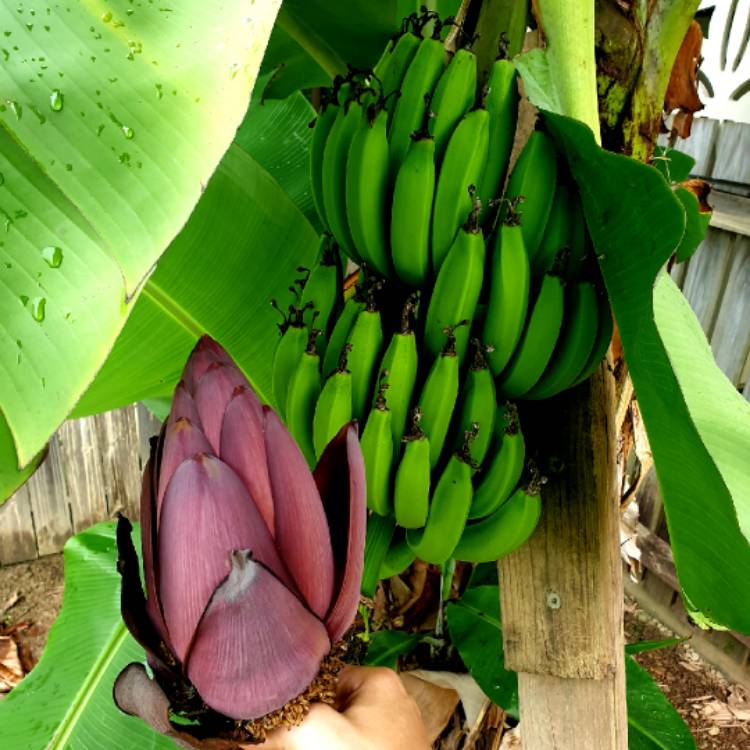 plant image 1014855
