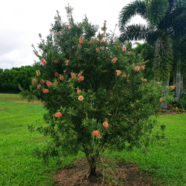 plant image 1014886 plant image 1014886