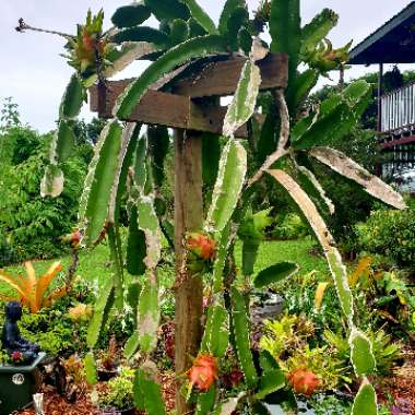 Hylocereus polyrhizus