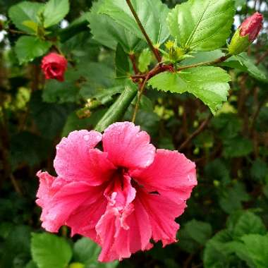 Hibiscus rosa-sinensis 'Sabrina'