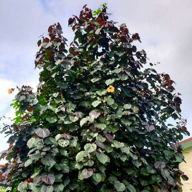 Hibiscus tiliaceus