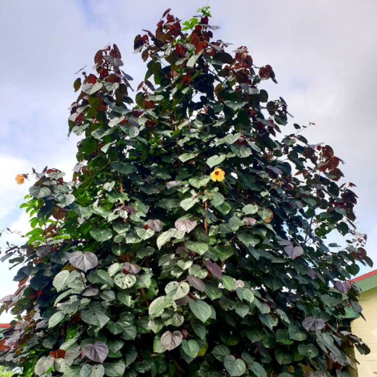 Plant image Hibiscus tiliaceus