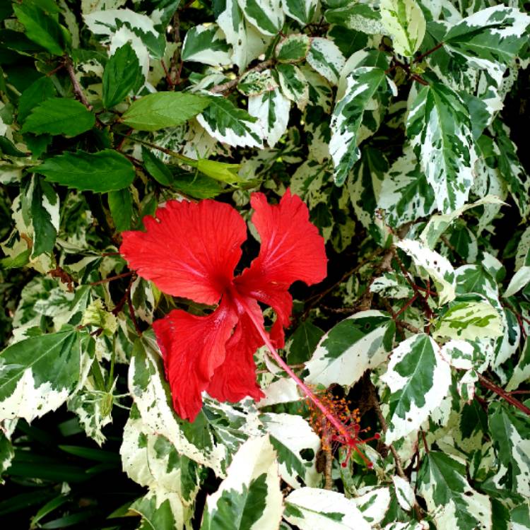 Plant image Hibiscus rosa-sinensis 'Snow Queen'