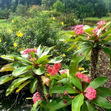 Euphorbia Milii 'Giant Thai Red'