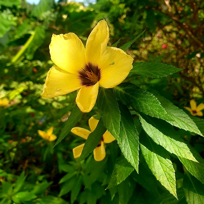 Plant image Turnera Subulata