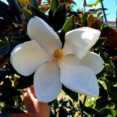 Magnolia grandiflora