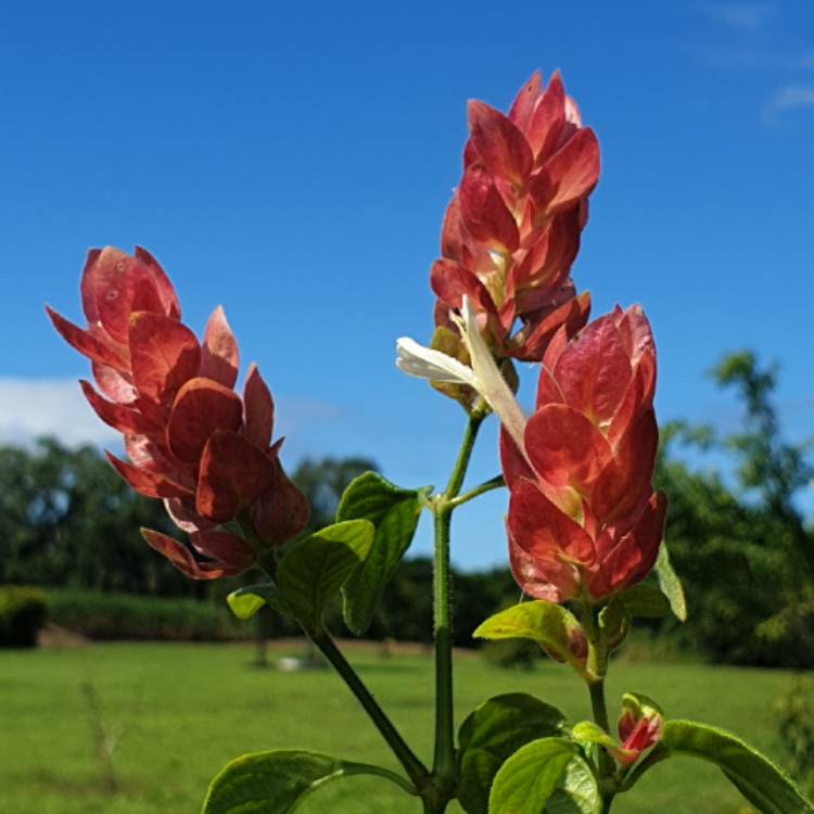 Plant image Justicia brandegeana