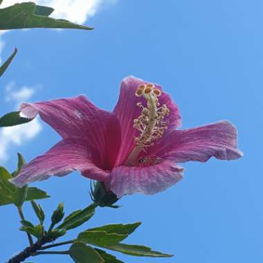 Hibiscus