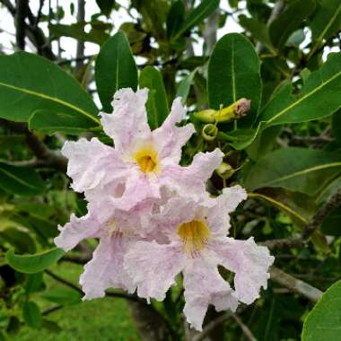 Tabebuia palmeri