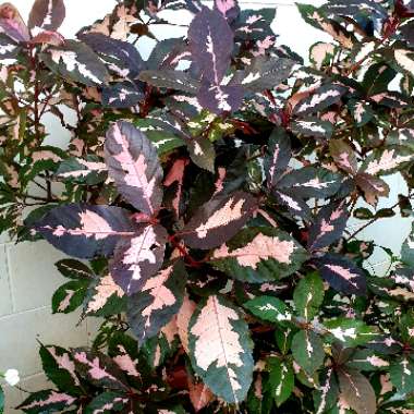 Graptophyllum pictum 'Chocolate'