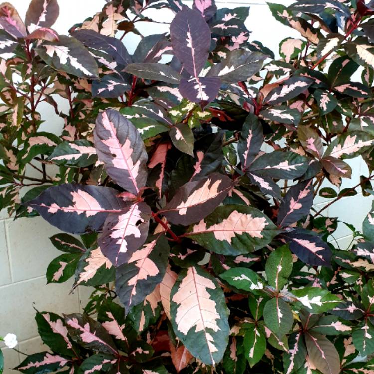 Plant image Graptophyllum pictum 'Chocolate'