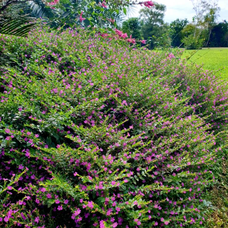 Plant image Cuphea hyssopifolia