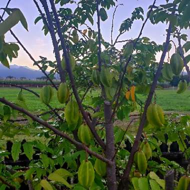 Averrhoa Carambola