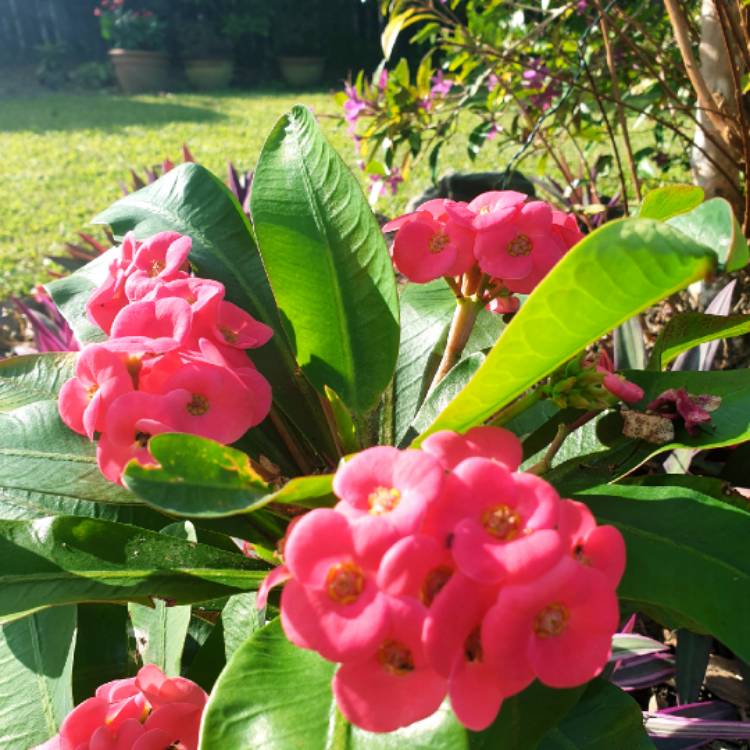 Plant image Euphorbia Milii 'Giant Thai Red'