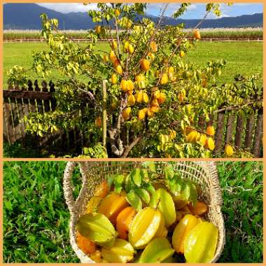 Averrhoa Carambola