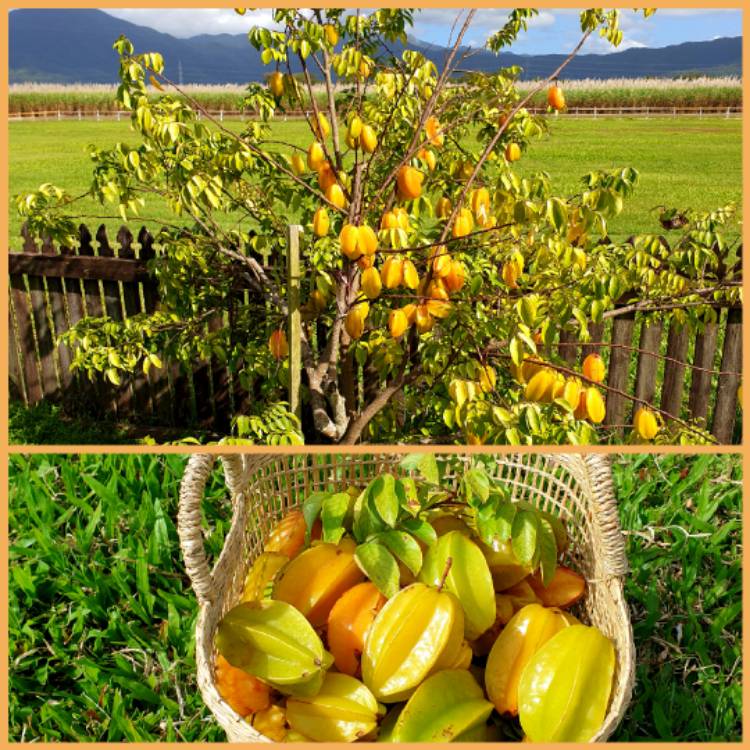 Plant image Averrhoa Carambola