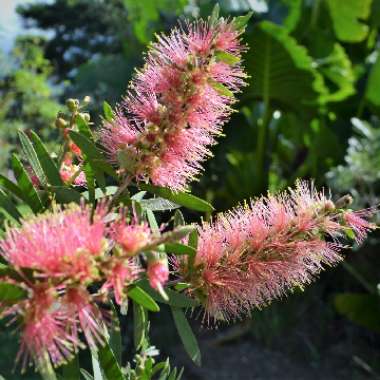 Callistemon