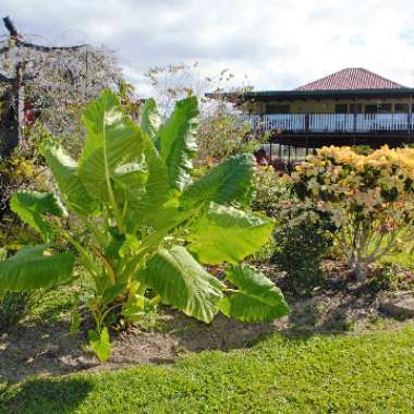 Colocasia esculenta  syn. Colocasia antiquorum