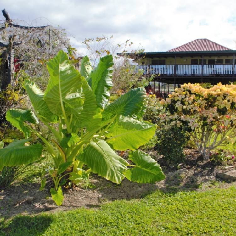 plant image 1108587
