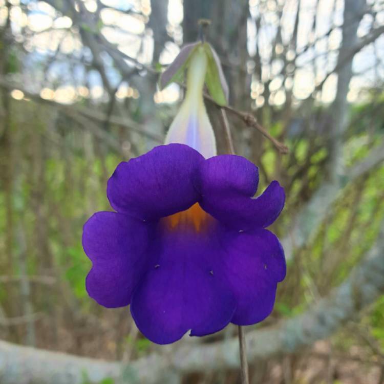 Plant image Thunbergia erecta