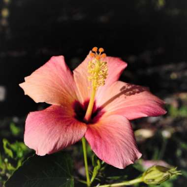 Hibiscus rosa-sinensis