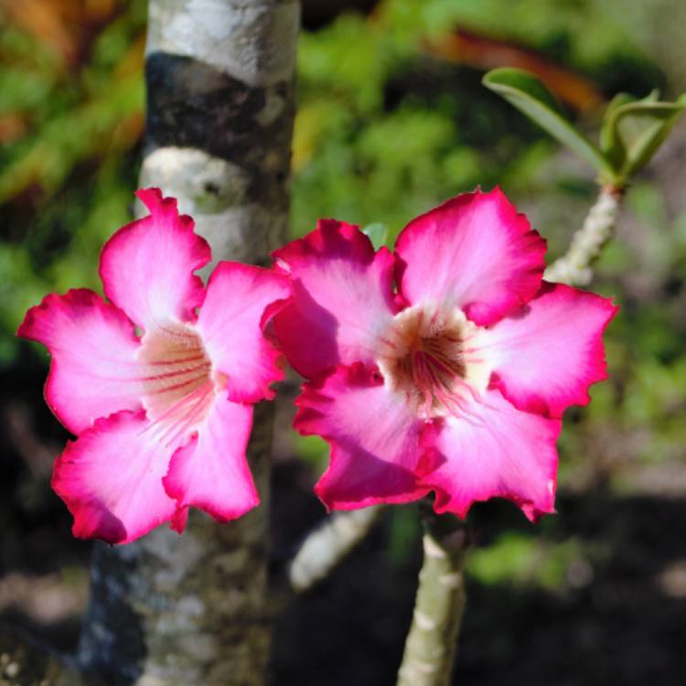plant image 1115373