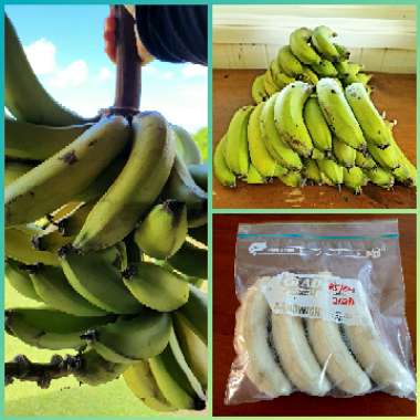 Musa 'Cavendishii'