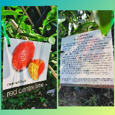 Citrus australasica