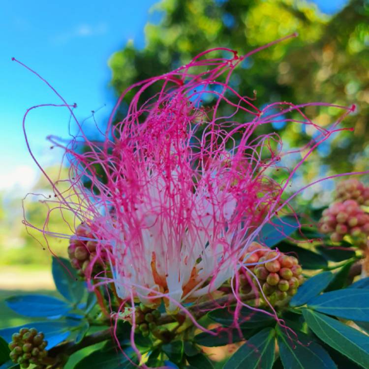 Plant image Calliandra surinamensis 'Pink Poodle'