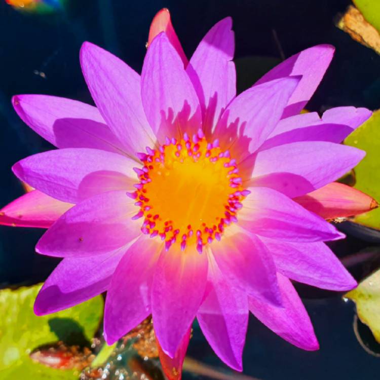 Plant image Nymphaea nouchali