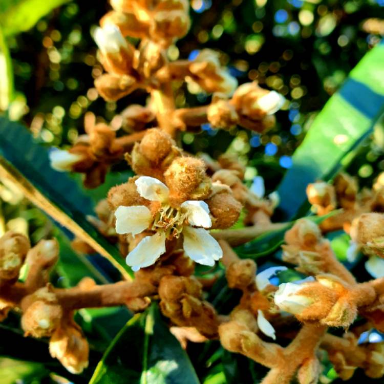 Plant image Eriobotrya japonica