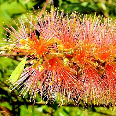 Callistemon