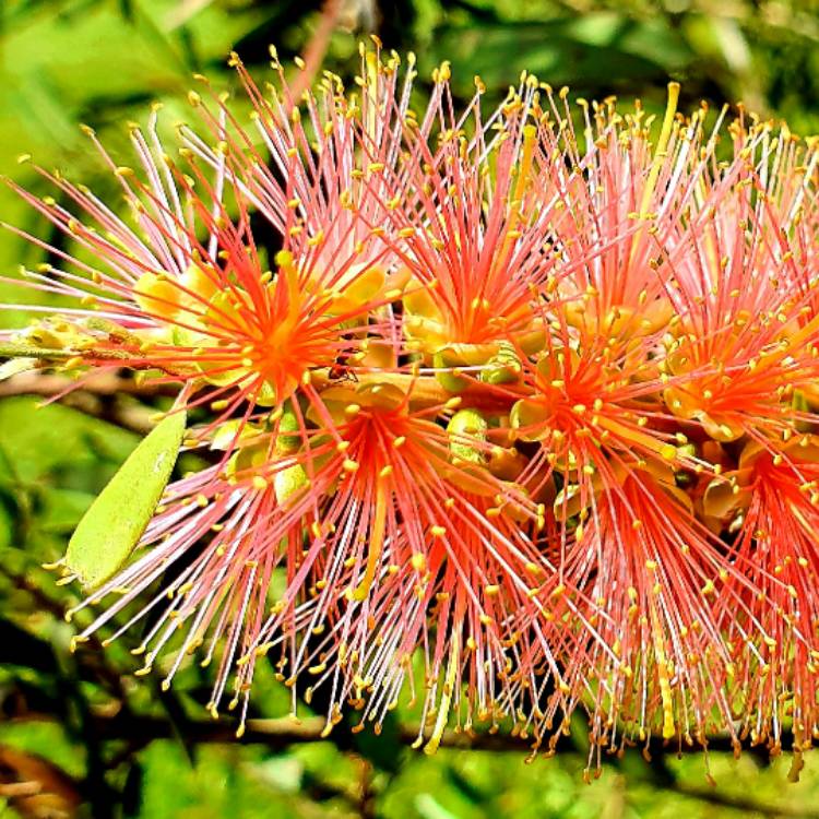Plant image Callistemon
