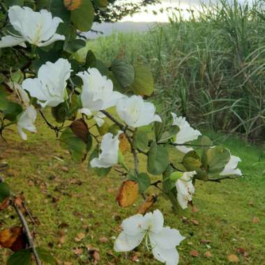 Bauhinia forficata