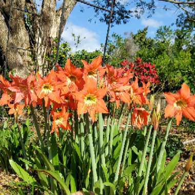 Hippeastrum puniceum