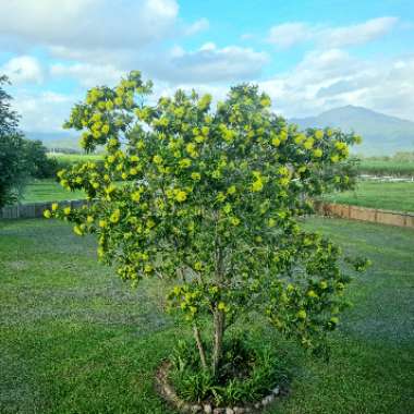 Xanthostemon chrysanthus