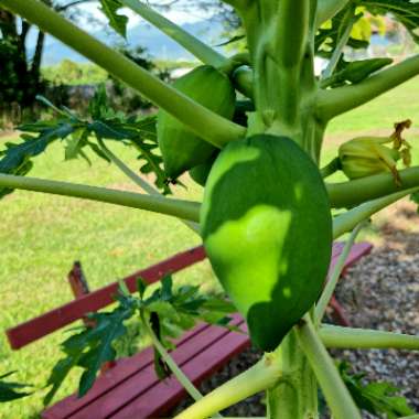 Carica papaya