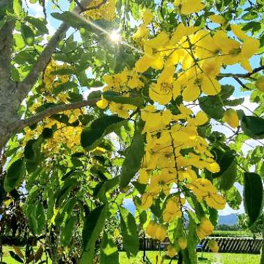 Laburnum