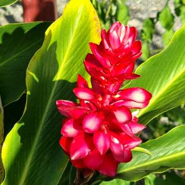 Alpinia Purpurata