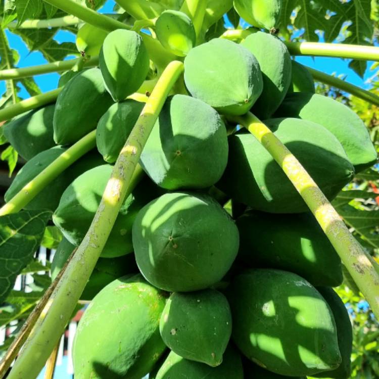 plant image 1551639