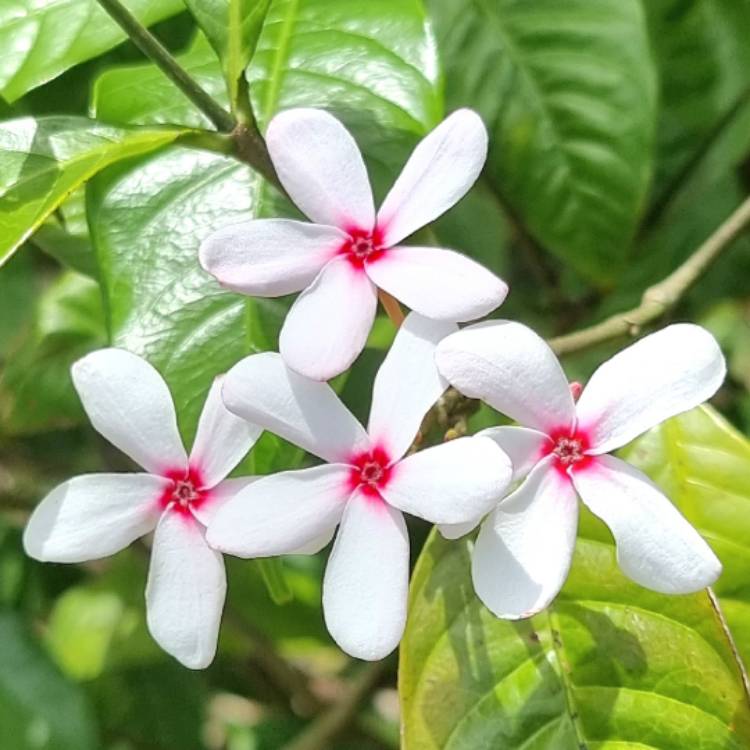 Plant image Kopsia fruticosa