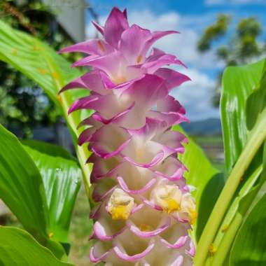 Jewel of Thailand