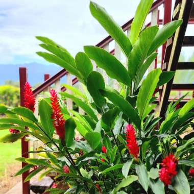 Alpinia Purpurata