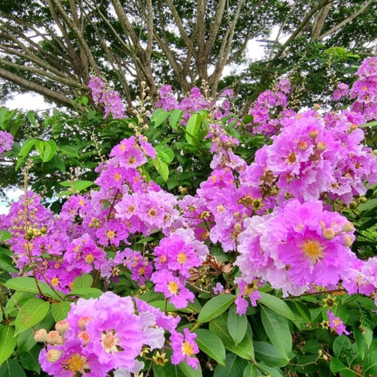 plant image 1562623