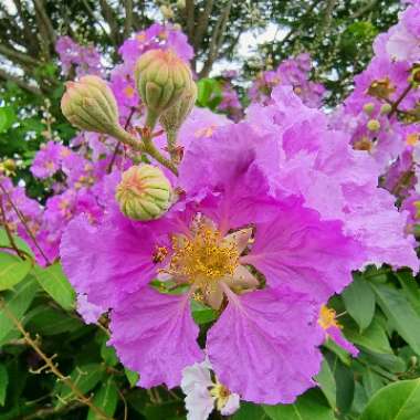 Lagerstroemia Speciosa