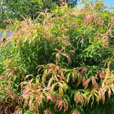 🦋 Lina's Botanical Bliss's garden