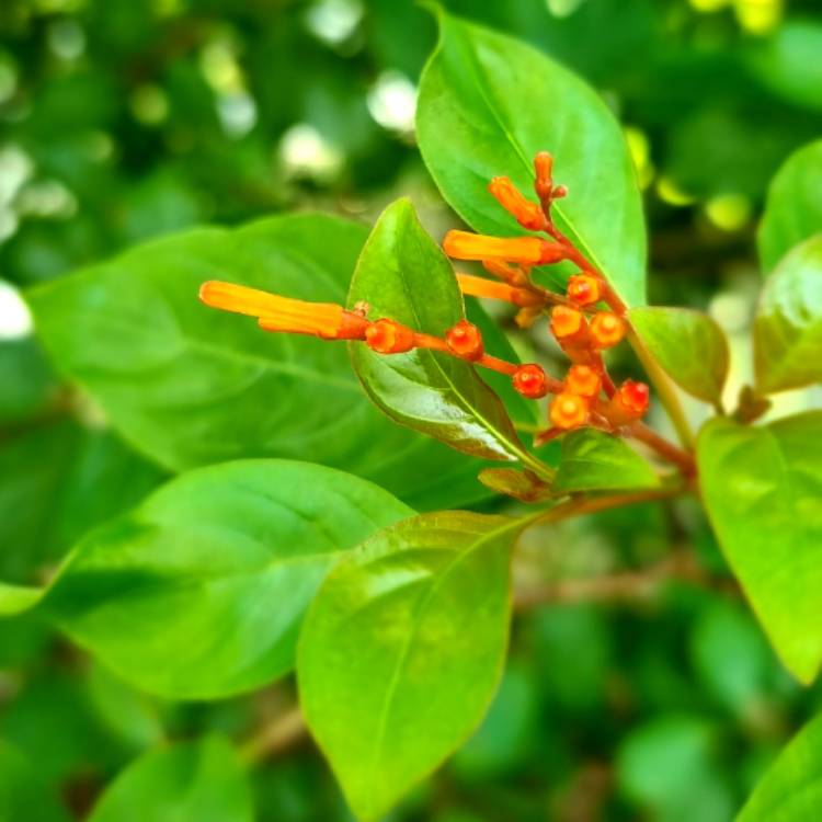 Plant image Hamelia patens