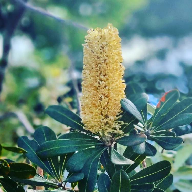 plant image 1566198