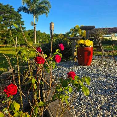 🦋 Lina's Botanical Bliss's garden