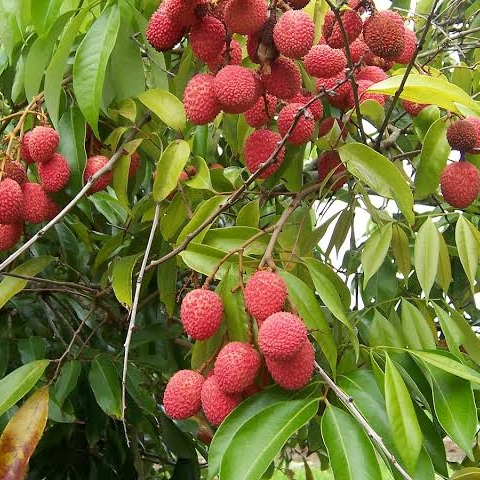 Plant image Litchi chinensis